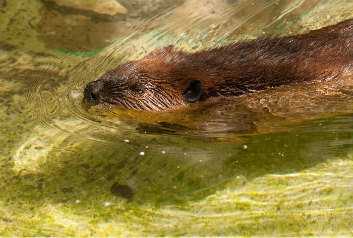 Beaver Smithsonian.jpg