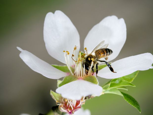 bee on an almond flower