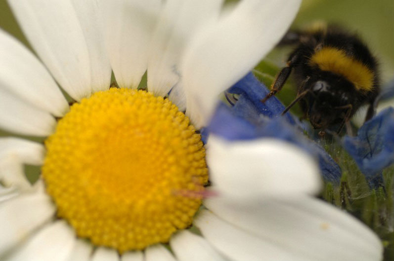 Bee on flower.jpg