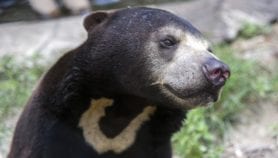 Fighting trafficking of Cambodia’s vulnerable bears