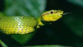 Race against time to treat hump-nosed pit viper bites