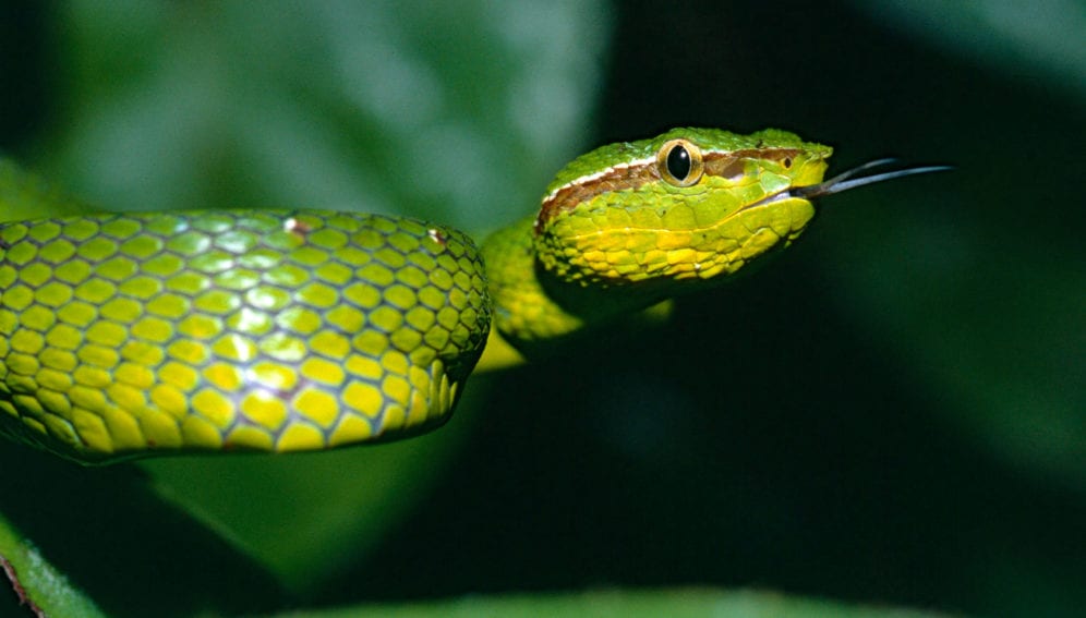 Race Against Time To Treat Hump Nosed Pit Viper Bites Scidev Net