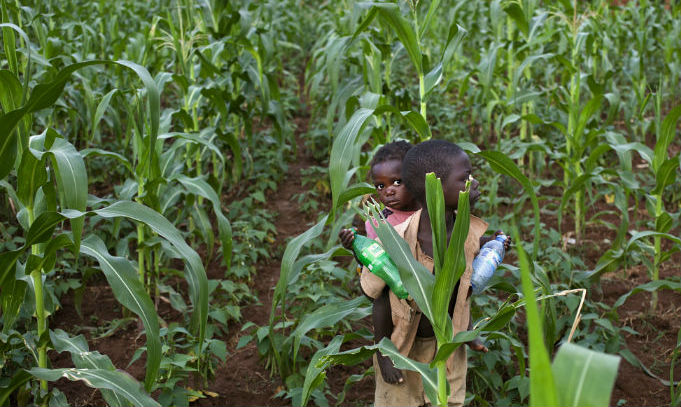 boy_carries_a_toddler_on_his_back_as_they_walk_in_a_field_of_maize_plants.jpg