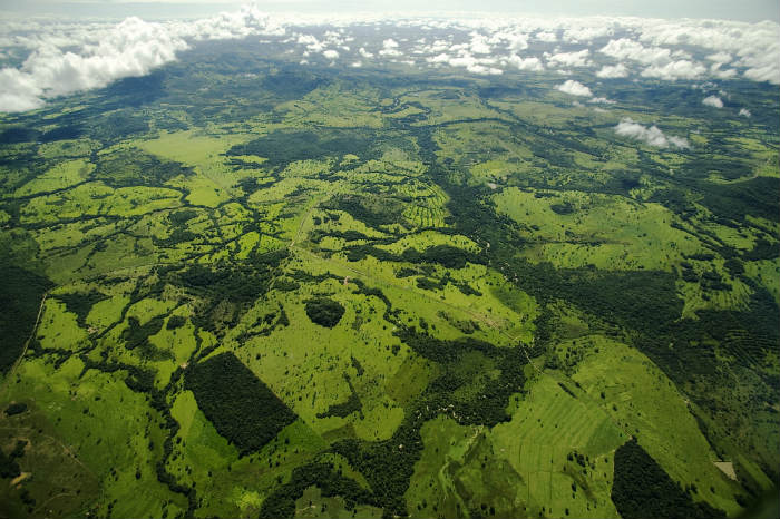 Brazil rainforests.jpg