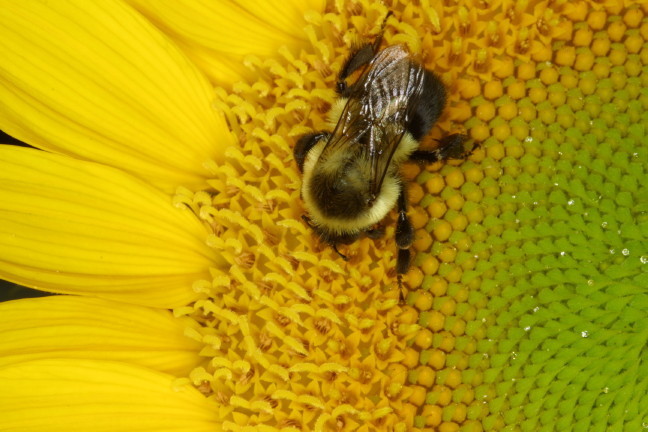 Bumblebee_Flickr_Fairfax_Library_Foundation_648x432
