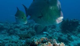 Saving the giant bumphead parrotfish of Palau