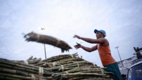 Genetics to boost sugarcane production