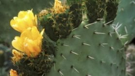 Cactus purifies water on the cheap, finds study