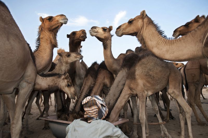 Camel herder with his caravan of camels