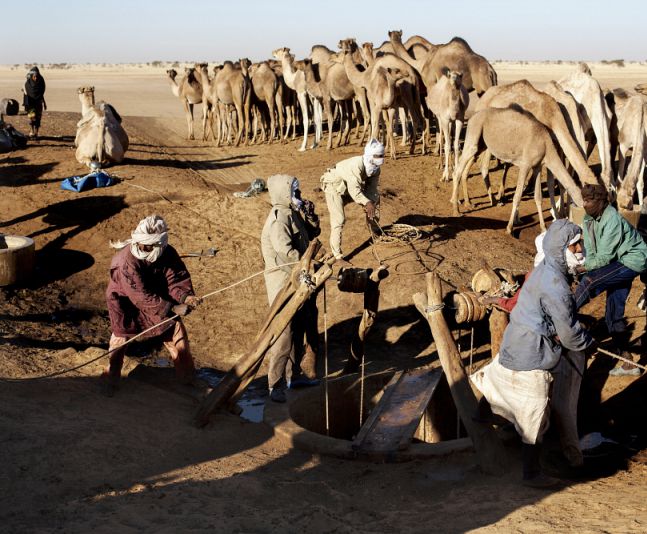 Camel herders using a system of ropes to raise water