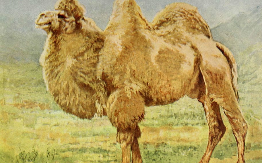 Camel milk Biodiversity Heritage Library.jpg