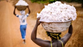 SIP13: Burkina Faso’s biotech regulation owes much to civil society