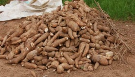 Cassava could ‘transform economies’ in Central Africa