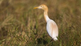The rich diversity of birds in rice field ecosystems