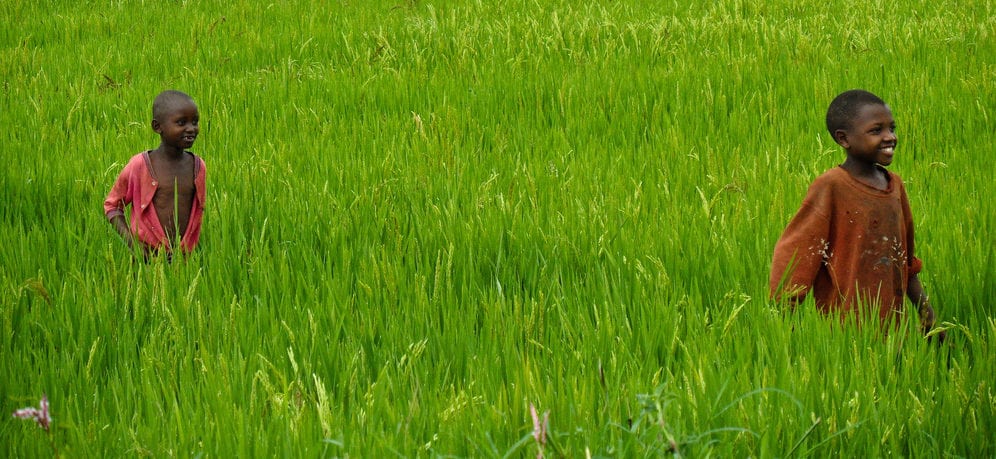Children in rice field IRRI