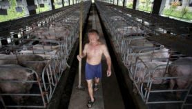 African swine fever ‘devastating’ if it spreads beyond China