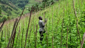 Nitrogen fixation helps double some African farm yields