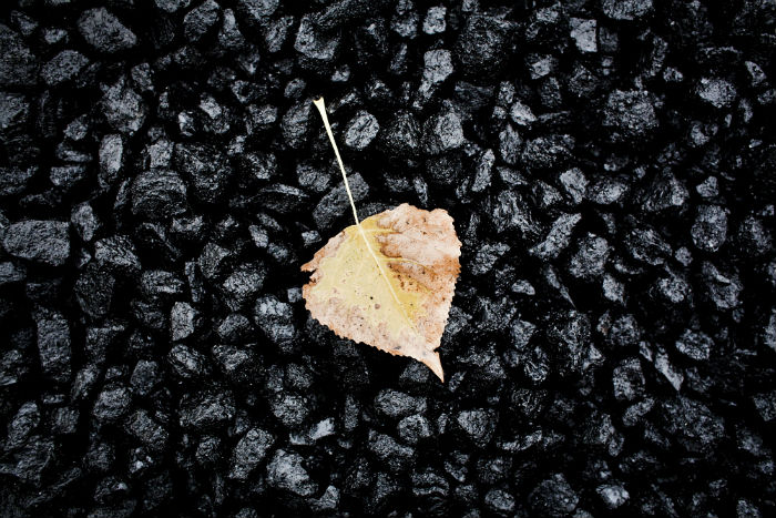 Coal and autumn leaves