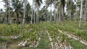 Conversion of coconut gene farms threatens diversity