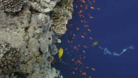 Oxygen-starved water a threat to corals