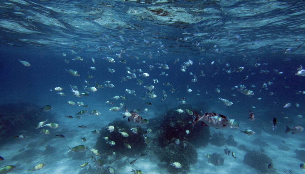 coral reef_Bermuda_Panos.jpg