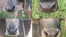 Computer system identifies cattle from nose prints