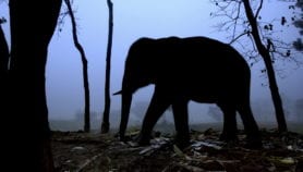 Tiger growl recordings deter crop-raiding elephants
