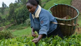 Sustainable tea breaks with tree felling tradition