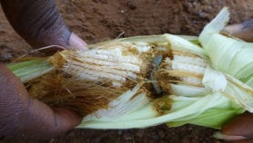 Asia on alert as highly destructive fall armyworm spreads