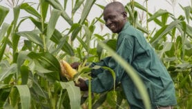 Researchers model ways to control deadly maize disease