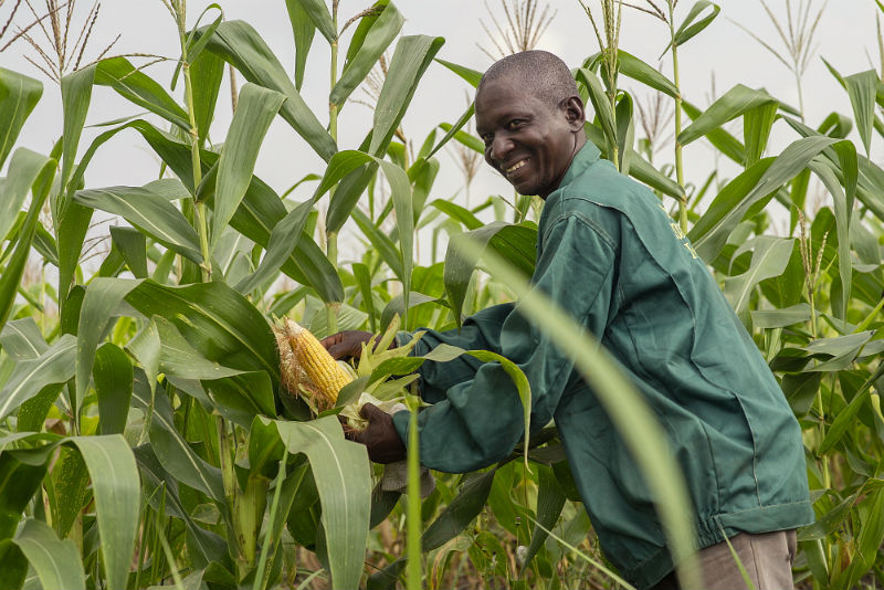 farm worker checks a cob from a crop of maize growing in a field