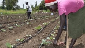 African universities advised to team up on agriculture