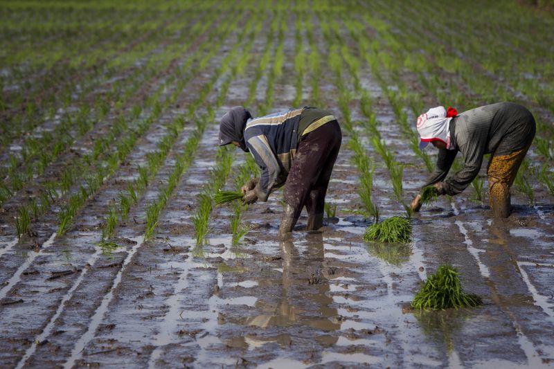 Farmers planting rice