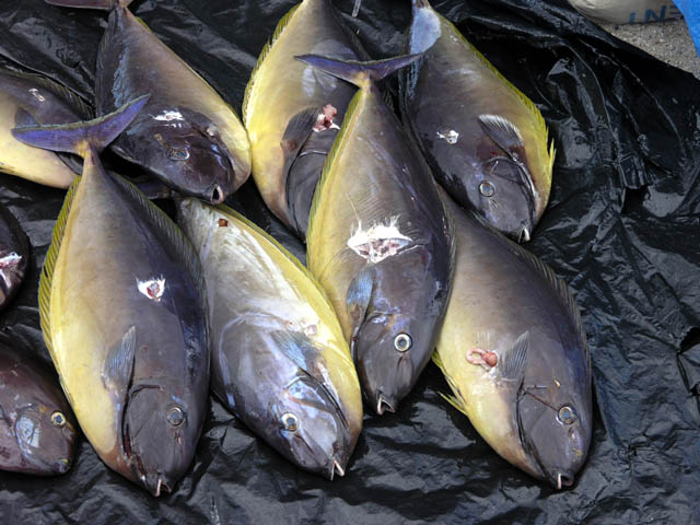 fisheries_SIDS report