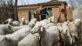 Sheep gene study uncovers valuable Asian diversity