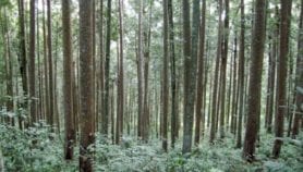 Indigenous people keep carbon locked in forests
