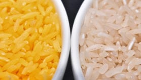 Golden rice trial triggers sackings, investigation