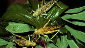 Insects’ gut microbes hint at biofuel breakthrough