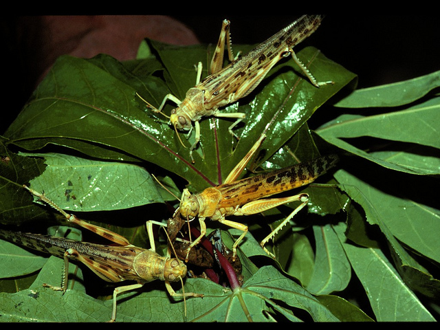Grasshoppers_IITA Image Library