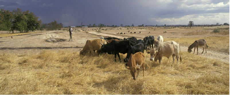 Grazing cattle, grassland