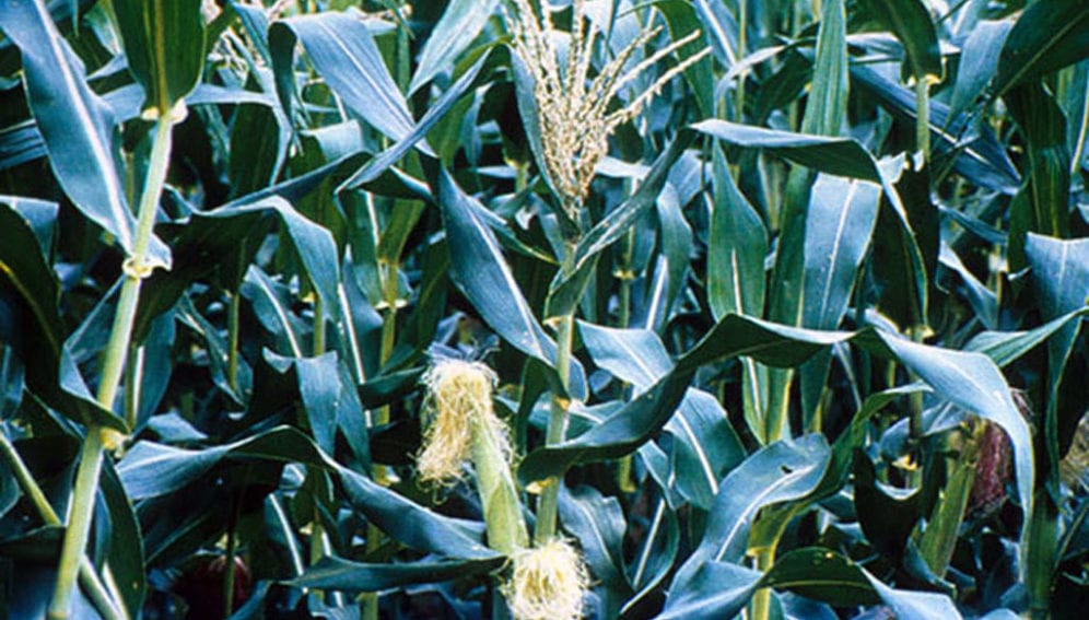 hybrid-maize-jpg