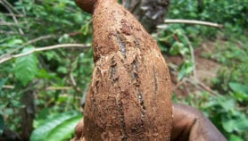 Found: Genetic markers against deadly cassava viruses