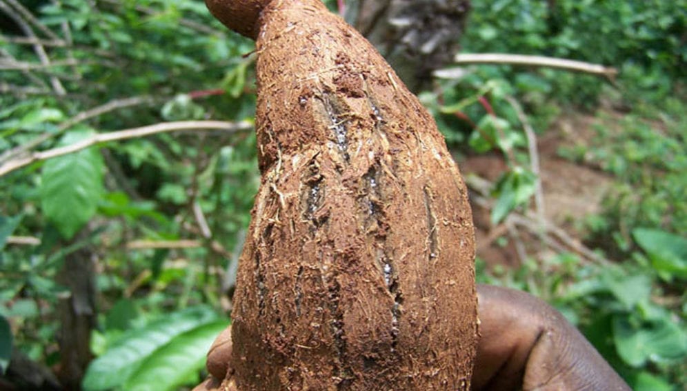 Infected cassava root harvested in cassava farm