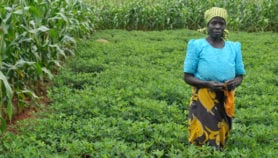 Intercropping ‘boosts maize yields by 50 per cent’