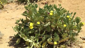 Taming ornamental plant invasion in Kenya