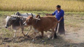Climate smart villages help female farmers in Nepal