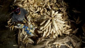 Project promises hardy maize for Africa