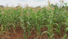 Photo-based crop insurance could debut in Kenya in 2019