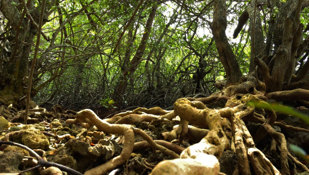 Mangrove Roots_Flickr_Aulia Erlangga_CIFOR