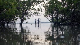 Indonesia’s mangroves can help slow climate change